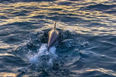 Dolphin surfacing in rippling blue and yellow water at sunset.