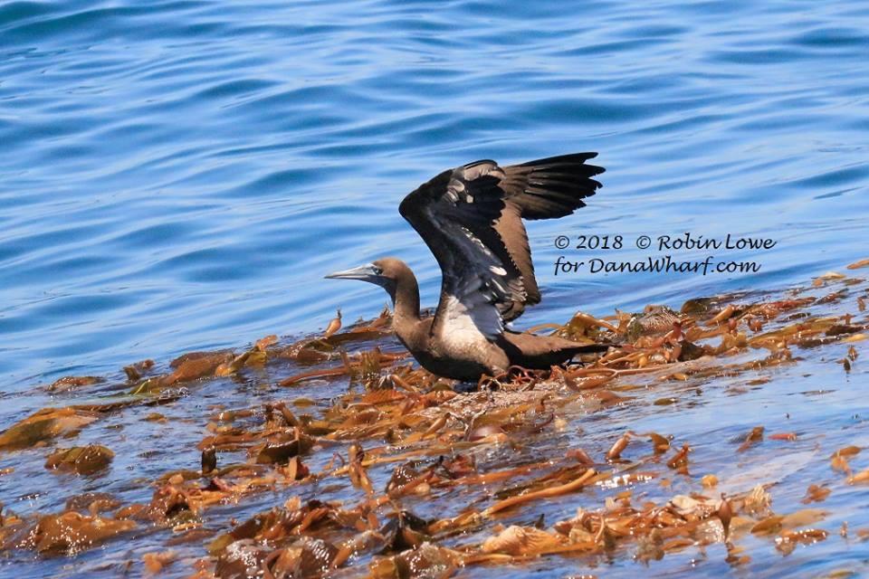 Bird with wings spread stands on seaweed in the ocean.