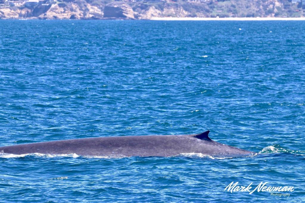 Whale surfacing in blue ocean near distant coastline.