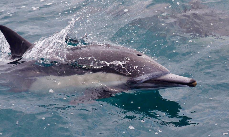 Dolphin swimming in ocean waters with splash around its body.