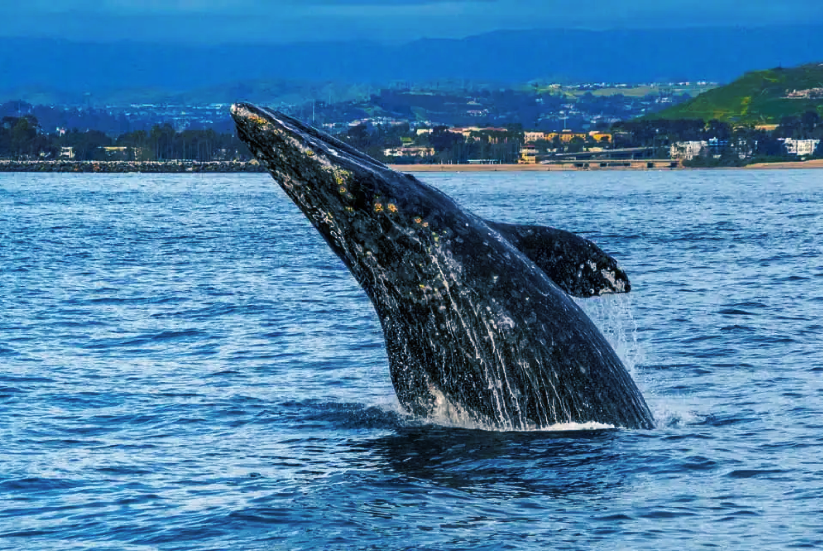 Whale breaching near the coastline under a clear sky.