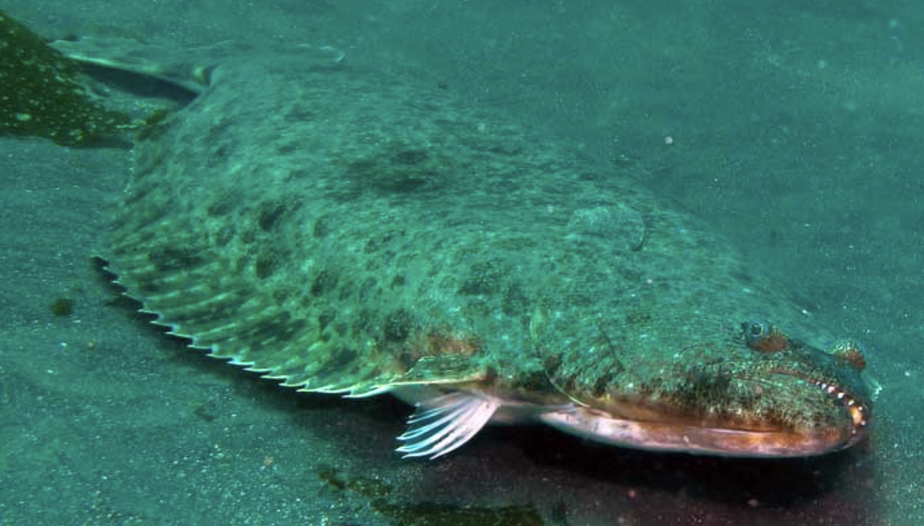 Flat fish with mottled skin lying on the ocean floor.