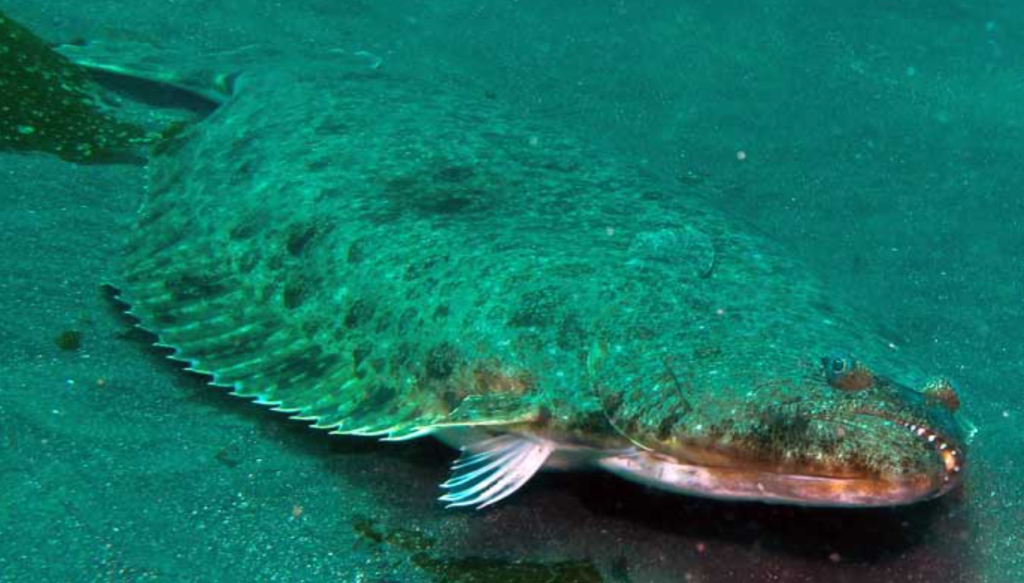 Flat fish with mottled skin lying on the ocean floor.