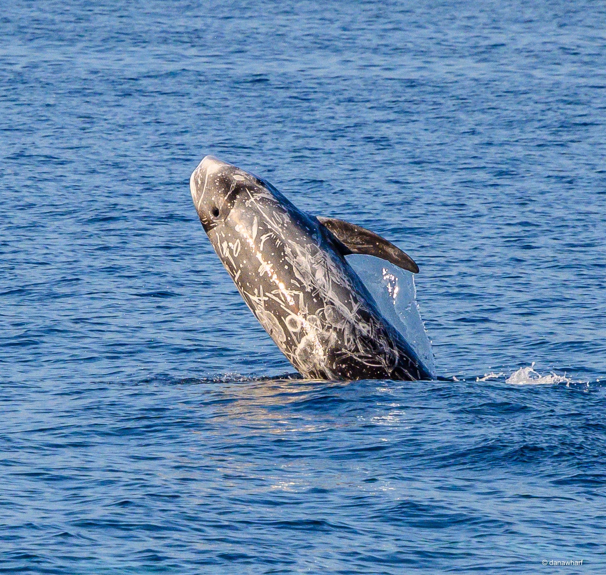 A whale breaching the ocean surface with splashing water.