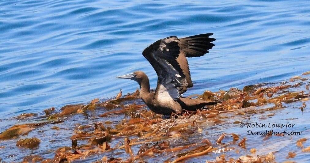 Brown seabird with open wings on seaweed-covered shore by blue water.