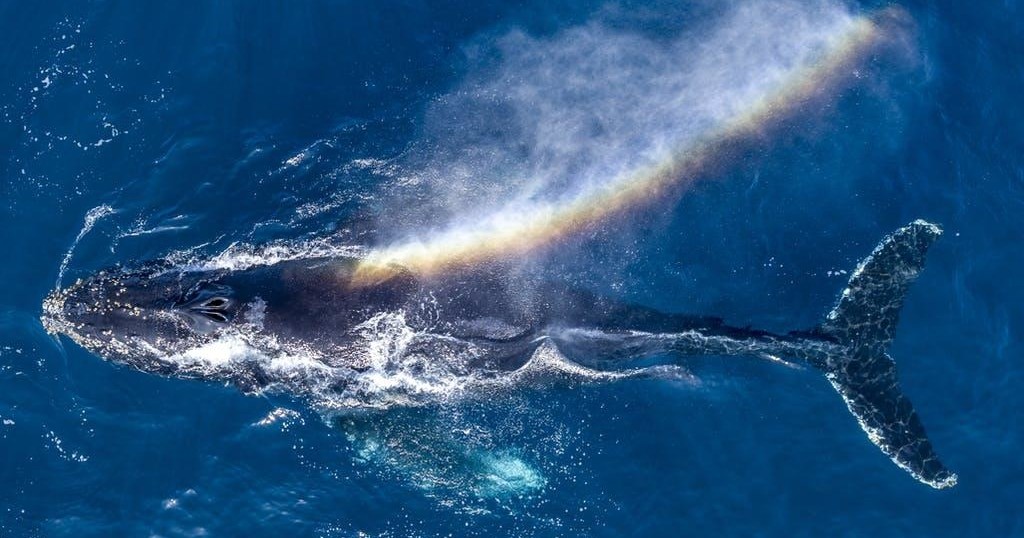 A whale exhaling a rainbow mist in the ocean, seen from above.