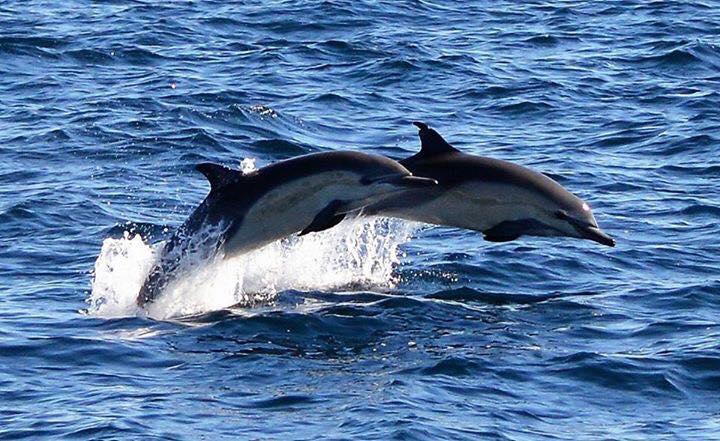 Two dolphins jumping above the ocean waves.