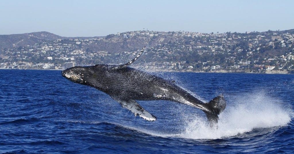 Humpback whale breaching near a coastal city with hills in the background.