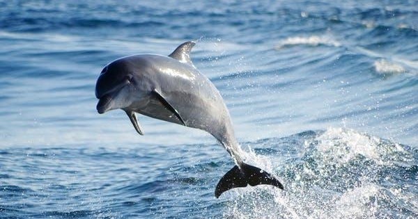 Dolphin leaping out of the ocean with waves in the background.
