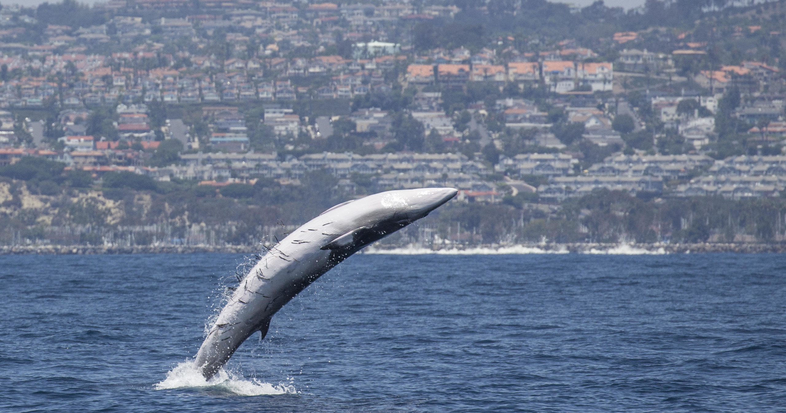 A marlin leaping out of the ocean with a cityscape in the background.