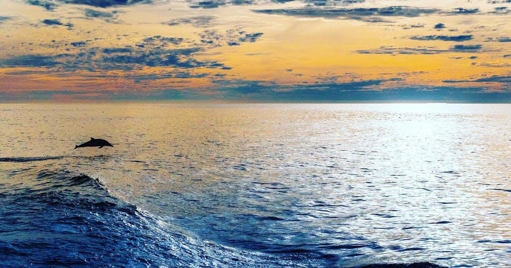 Dolphin leaping over ocean waves at sunset.