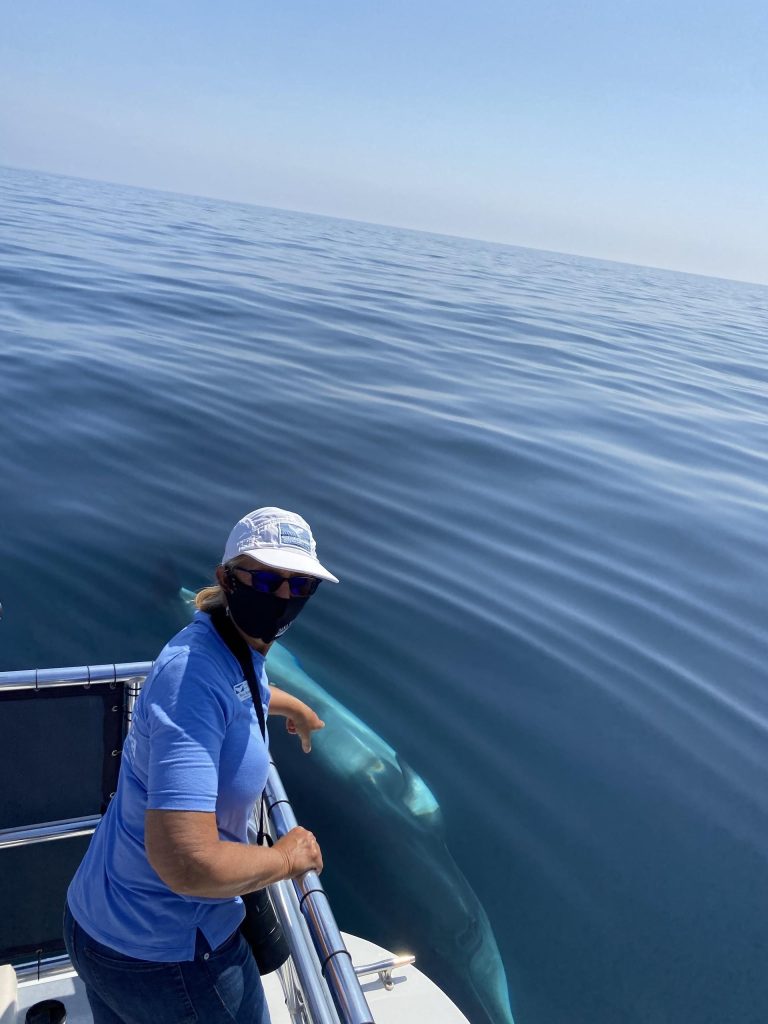 Person in blue shirt on boat, looking at whale swimming nearby.