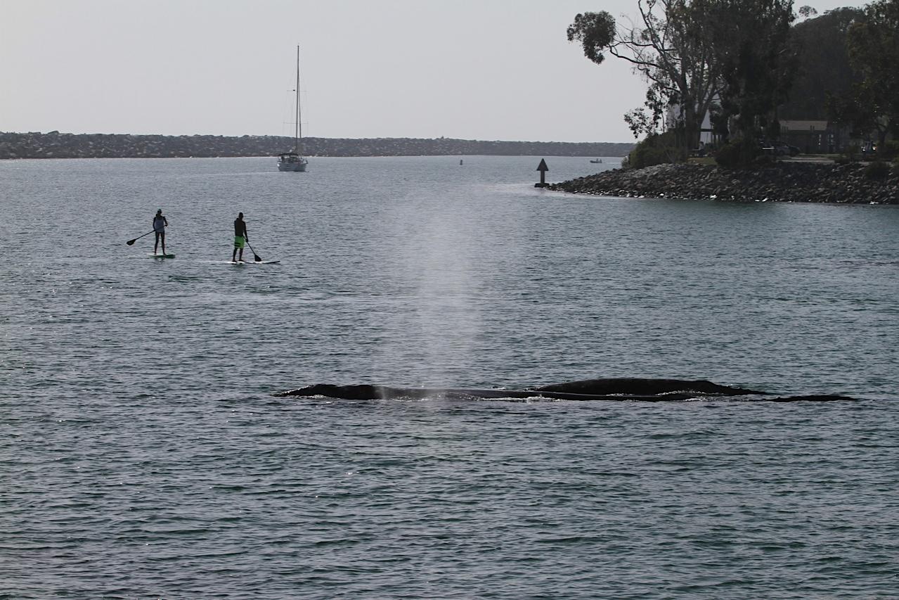 Paddleboarders near a whale surfacing in a calm bay.