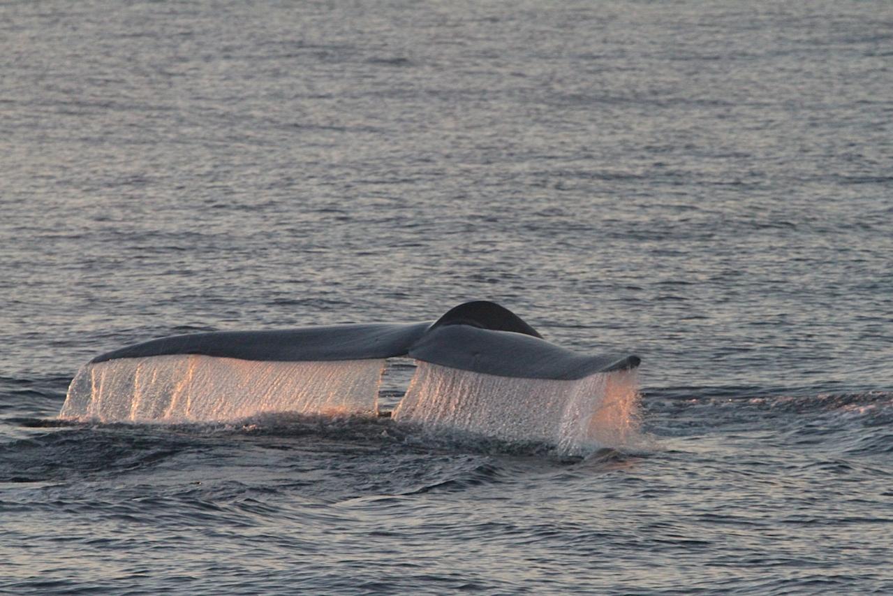 Whale tail emerging from water in sunset light.