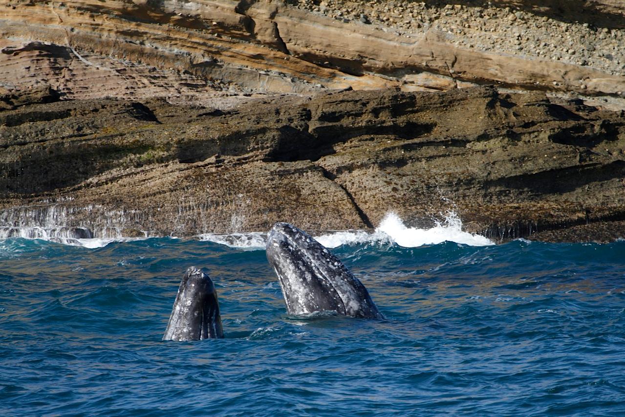 Two gray whales breaching near rocky shore in blue ocean.