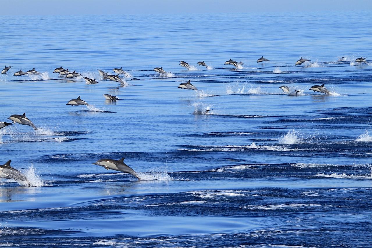 A large group of dolphins leaping out of the blue ocean water.