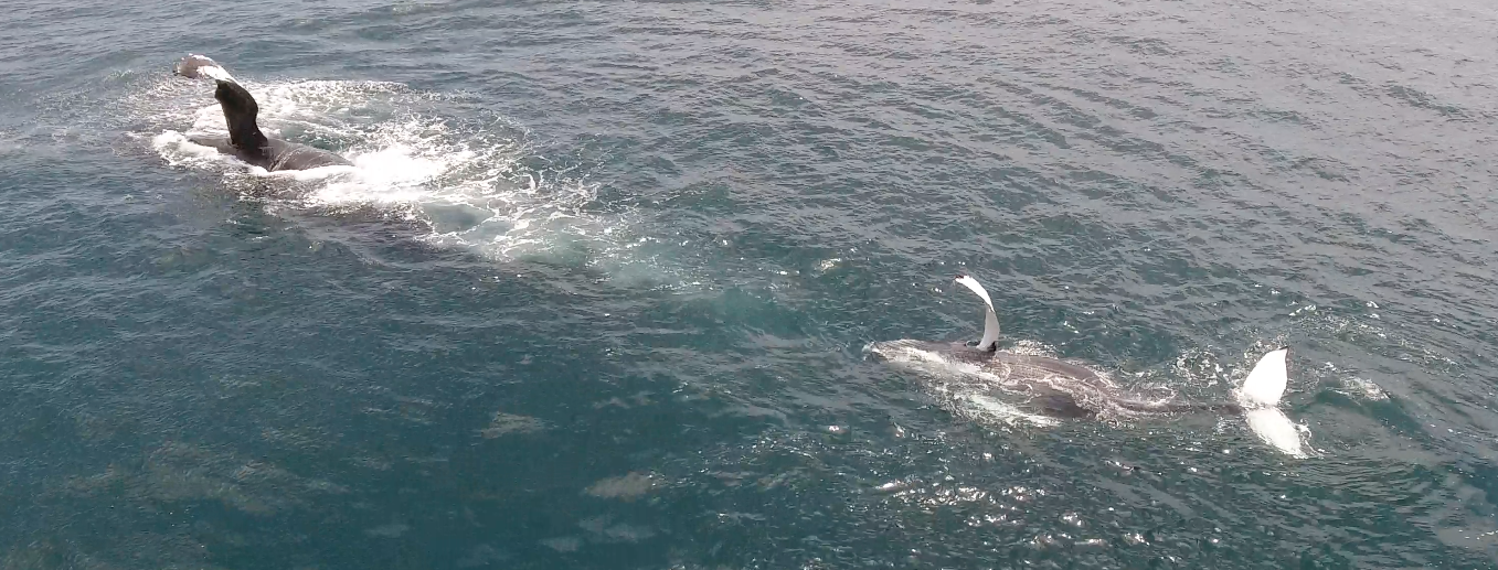 Two dolphins swimming in the ocean with dorsal fins above water.