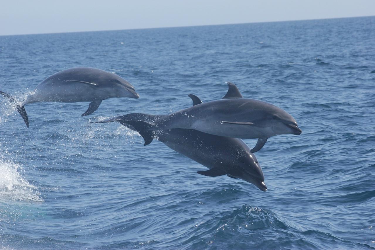 Three dolphins leaping out of the ocean.