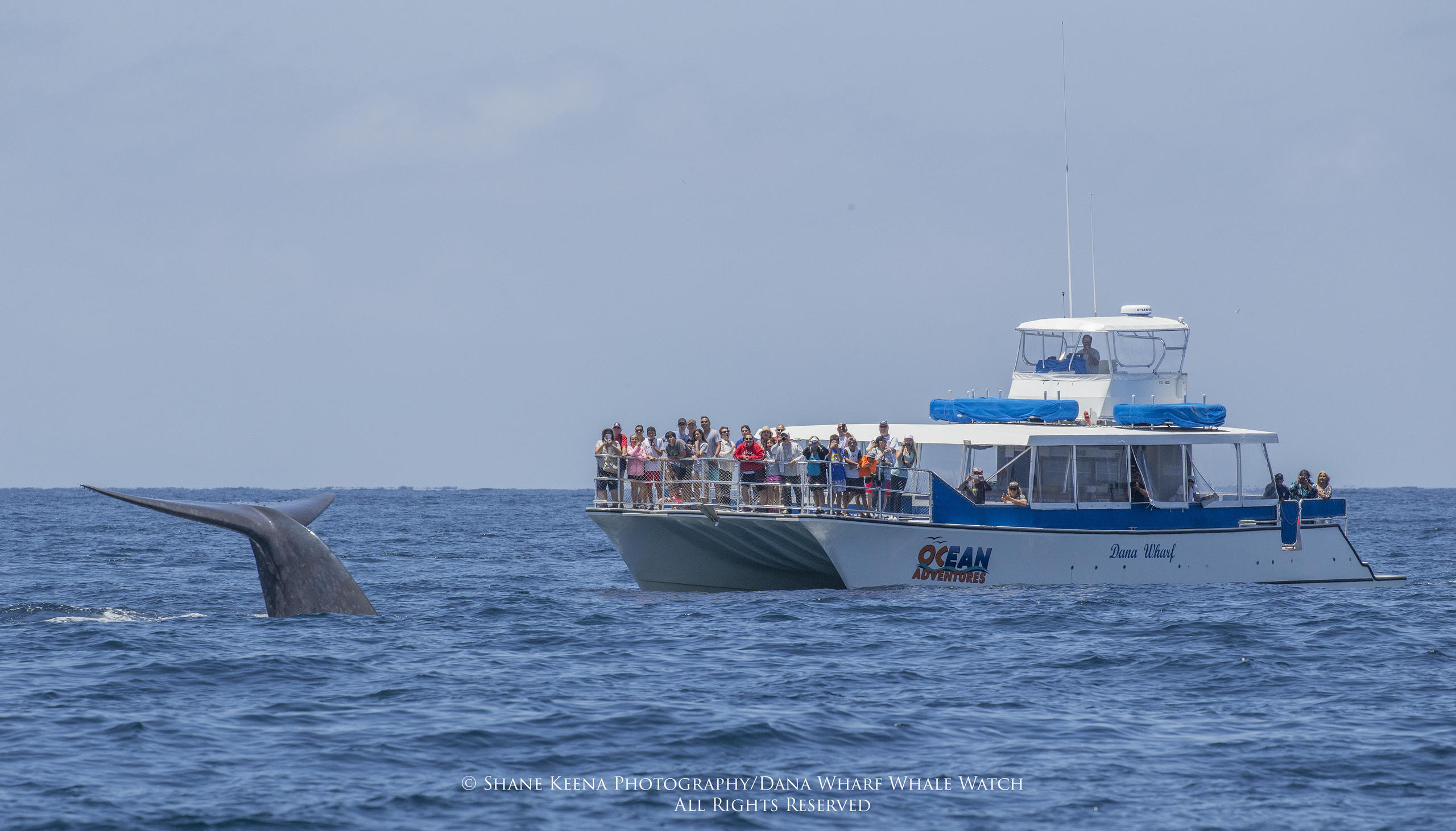 A whale's tail near a boat with people viewing at sea.