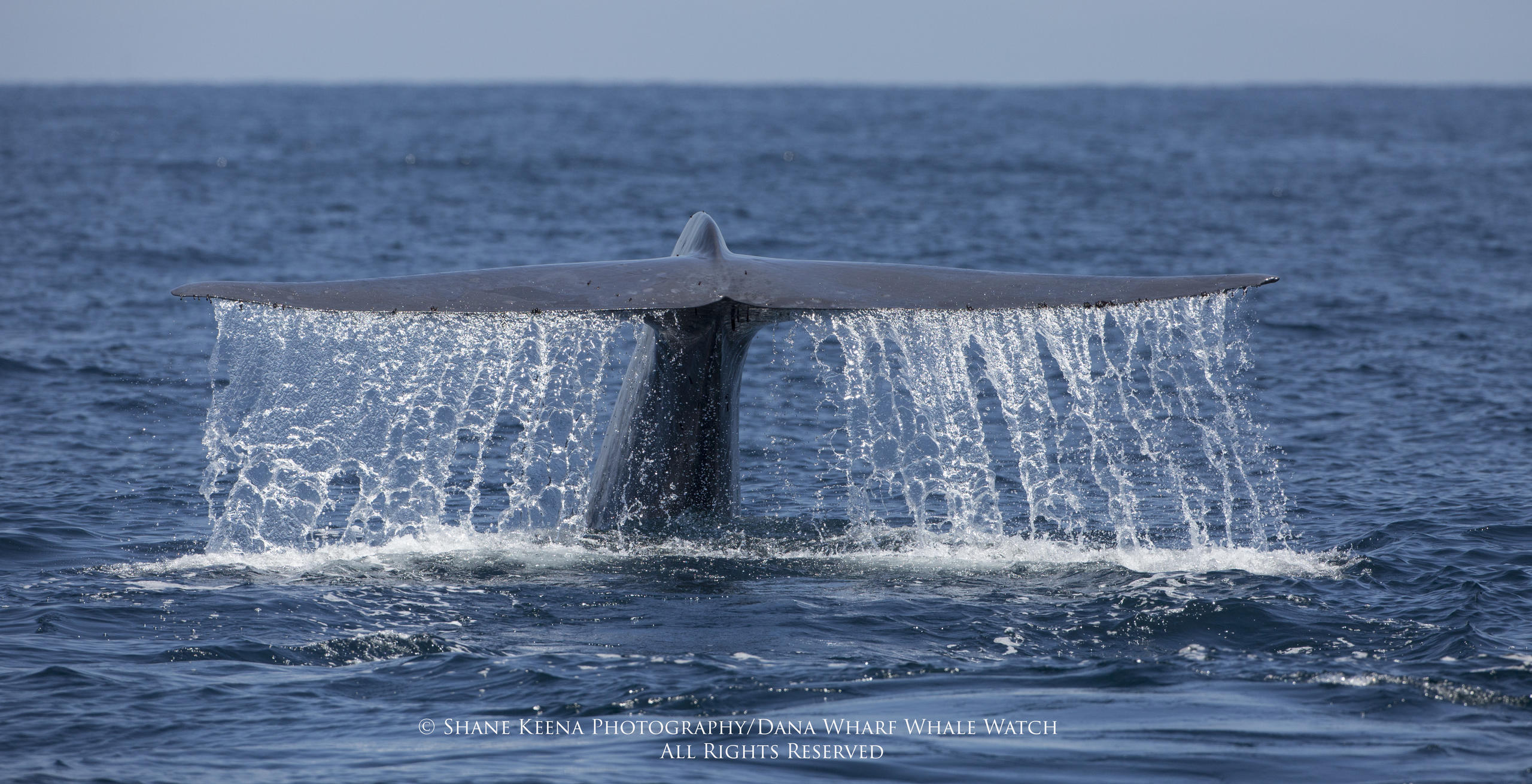 Whale tail above ocean water with cascades of water flowing off fins.