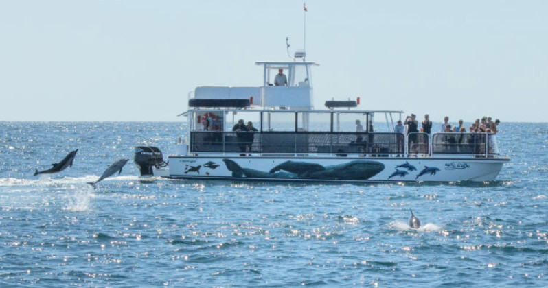 Boat with people observing dolphins jumping in the ocean.