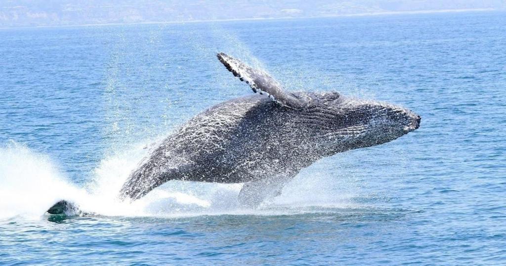 A whale breaching out of the ocean, creating a splash.