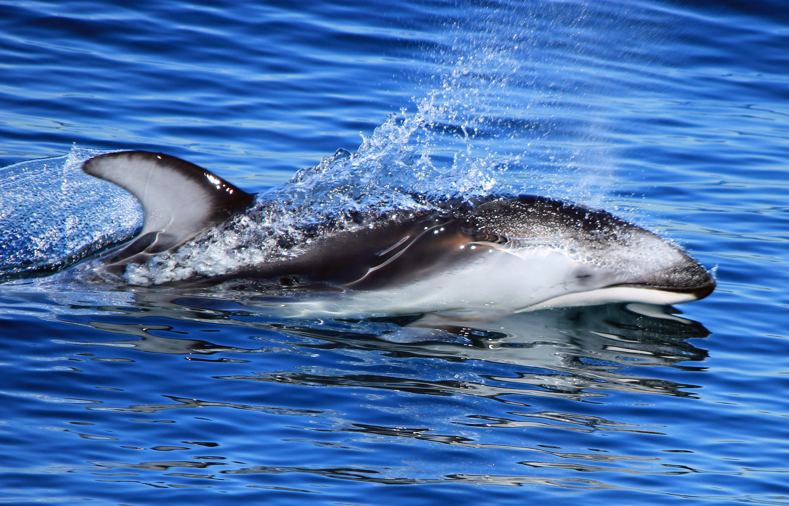 Dolphin jumping out of the water with splashes around.