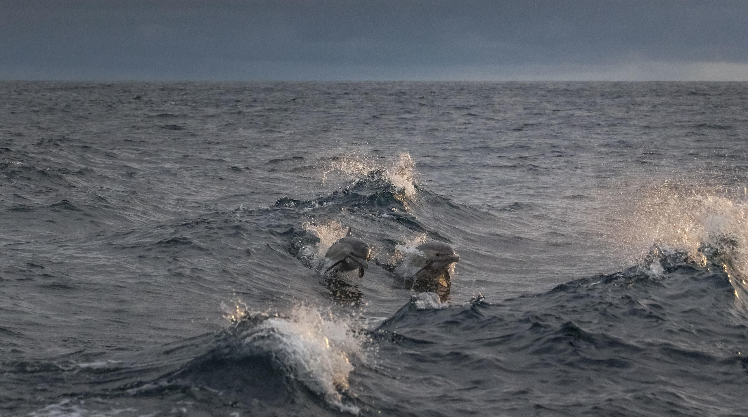 Dolphins jumping through ocean waves under a cloudy sky.