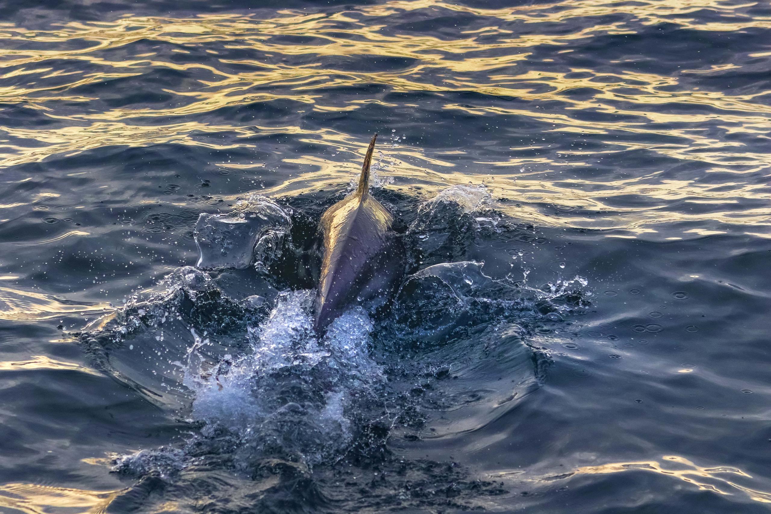 Dolphin swimming through water at sunset, creating splashes.
