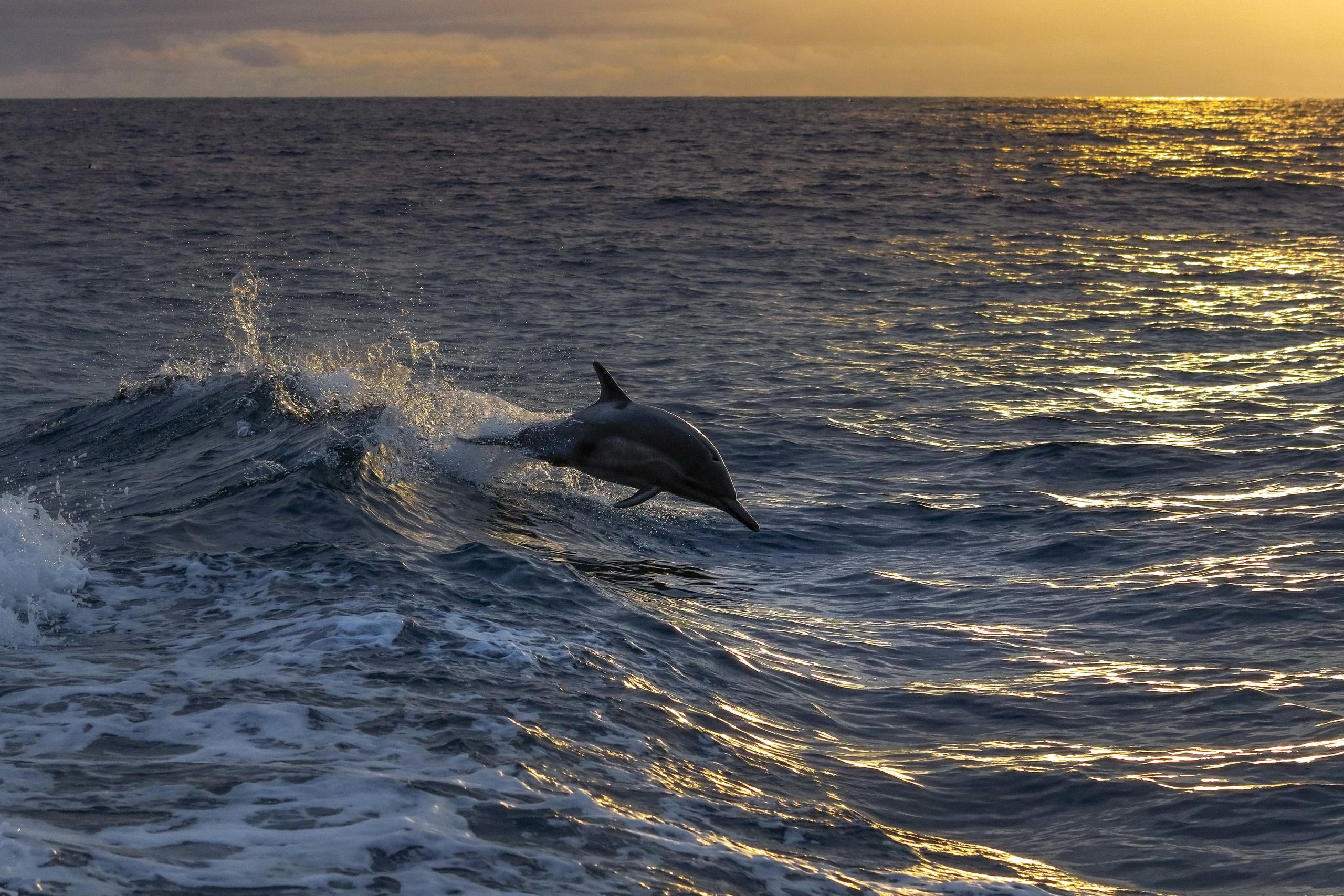 Dolphin leaping over ocean waves at sunset.