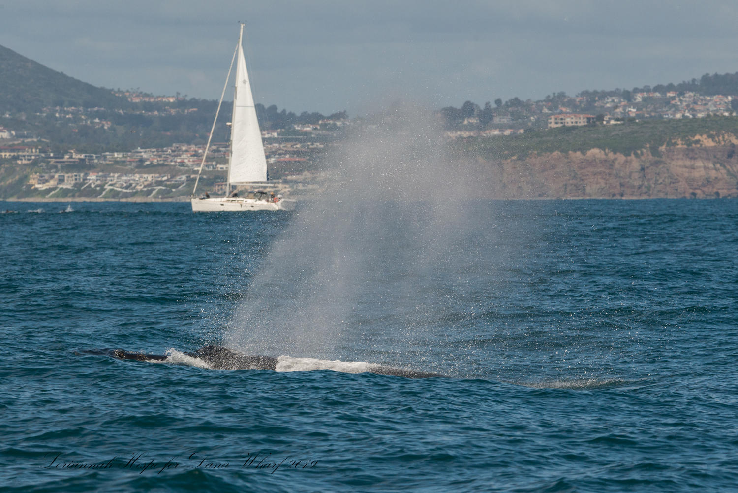 Whale spouting water near sailboat in ocean, with hills in background.