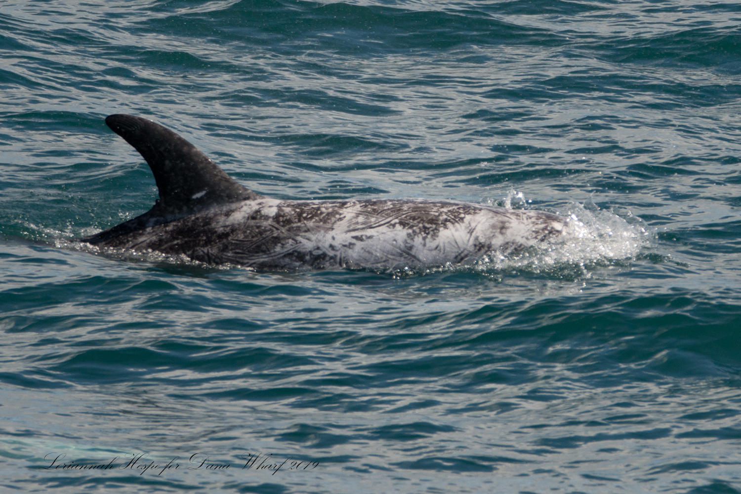 Dolphin partially submerged in ocean water.