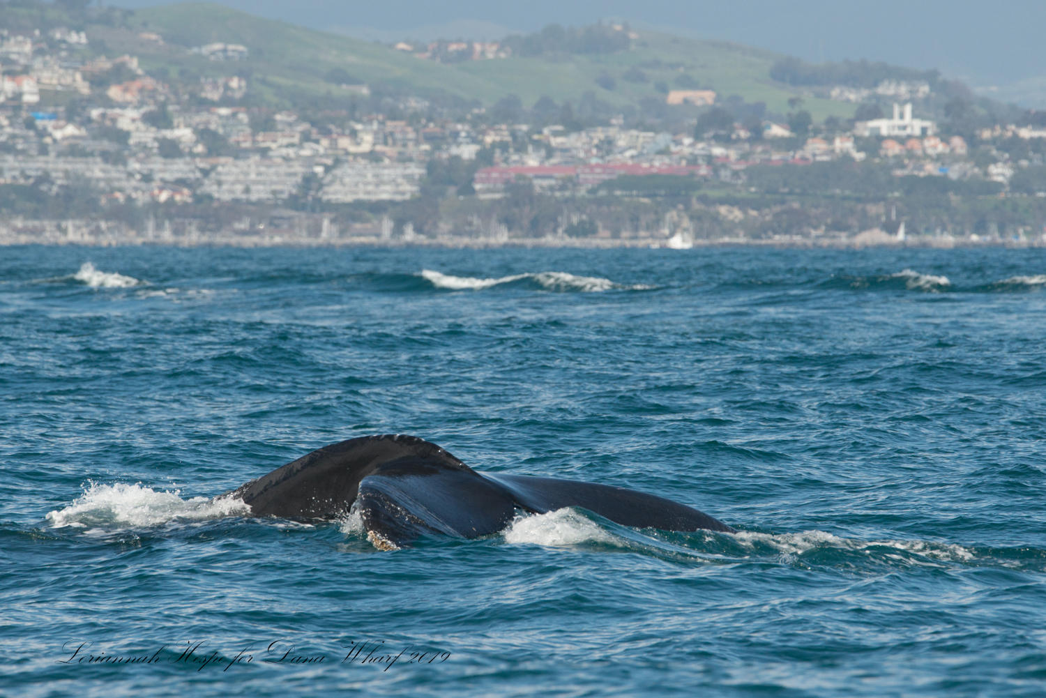 Whale tail above water near coastal city backdrop.