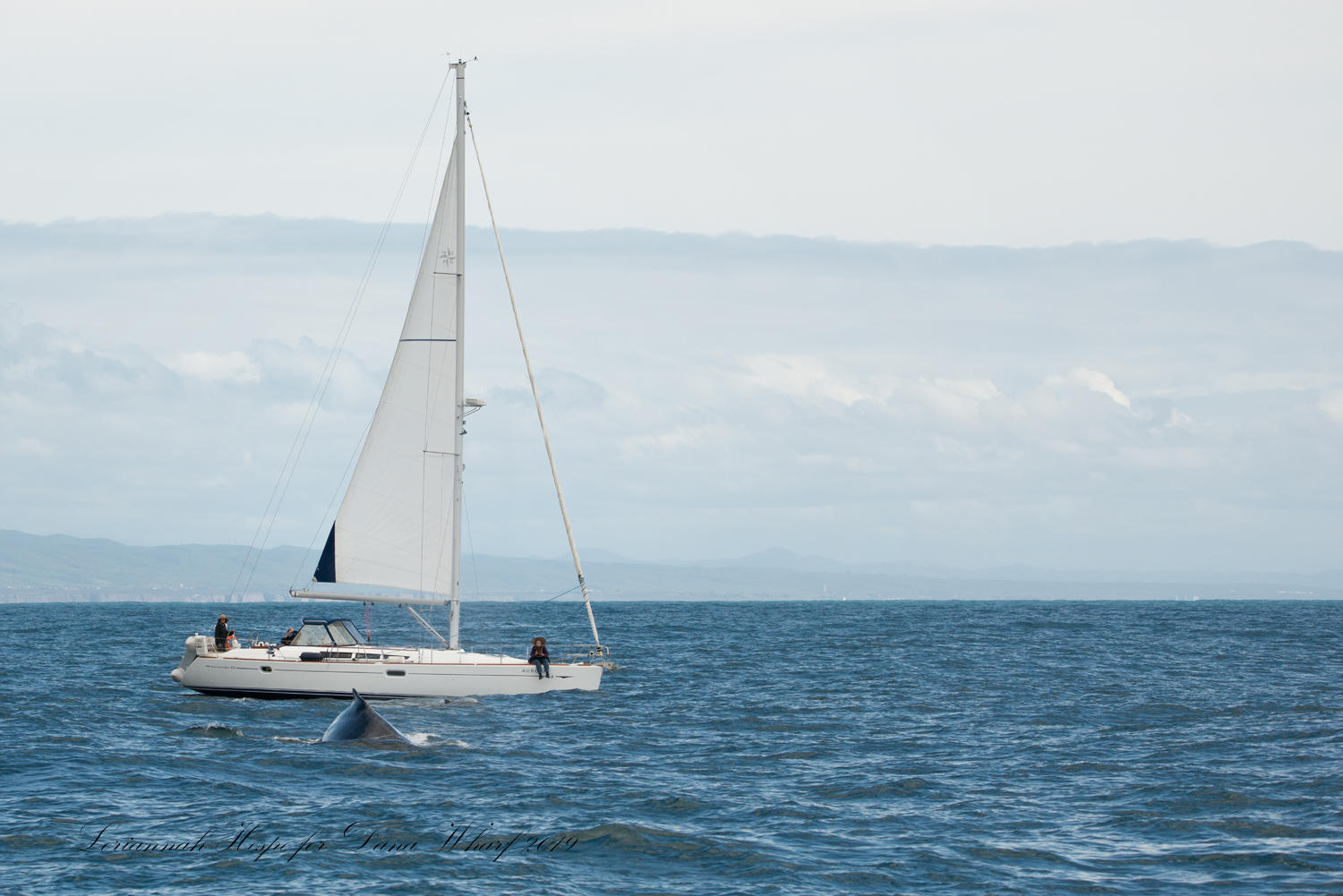 Sailboat on open sea with whale fin visible nearby.