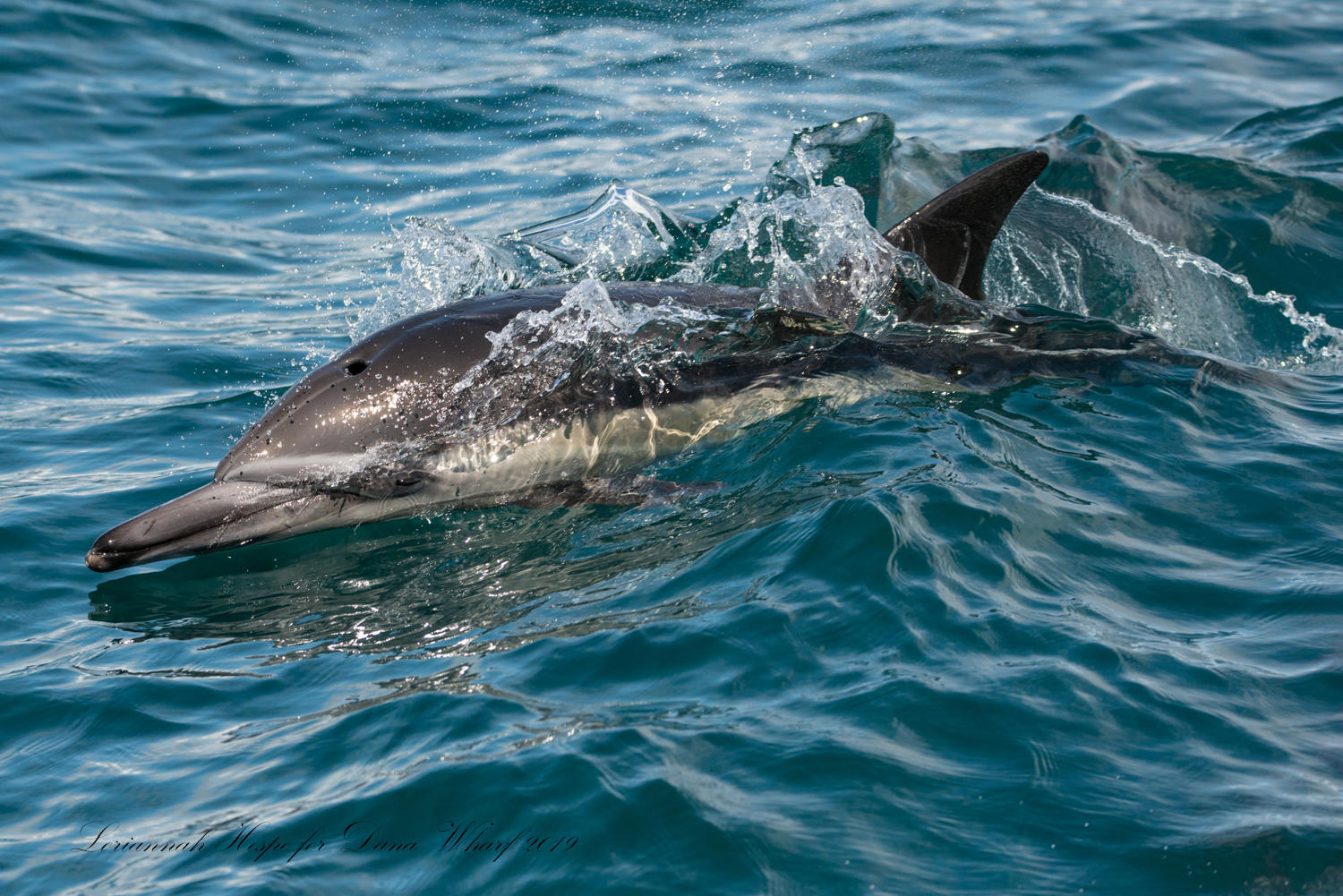 A dolphin swimming in clear blue ocean water, splashing slightly.