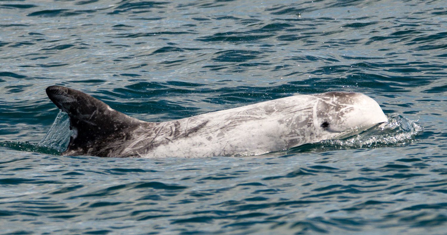 Risso's dolphin swimming in ocean with light gray body and darker fins.
