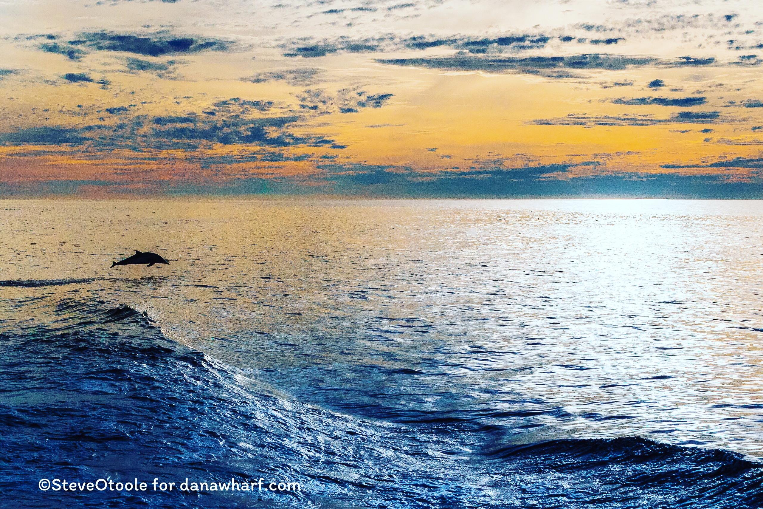 Dolphin jumping in ocean at sunset with cloudy sky.