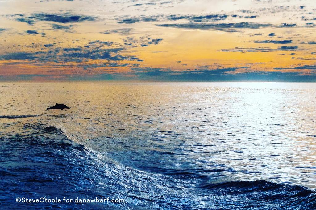 Dolphin jumping in ocean at sunset with cloudy sky.