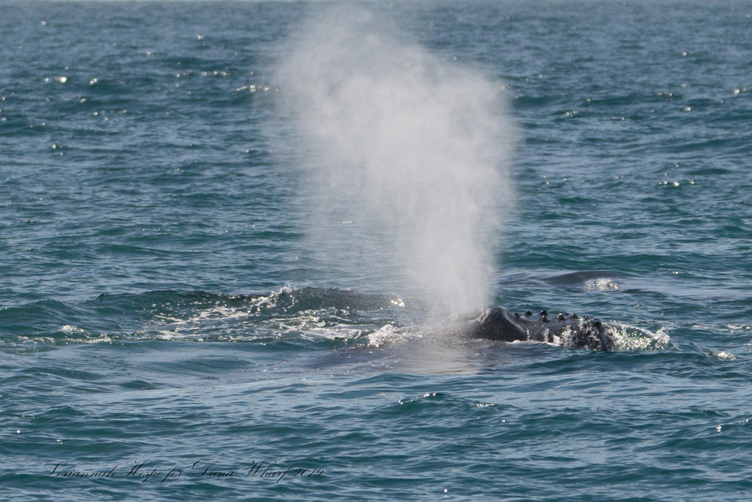 Whale spouting water in the ocean.