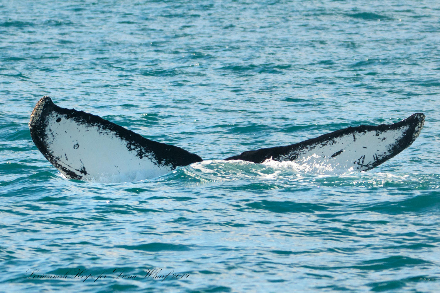 Humpback whale tail emerging from ocean water.