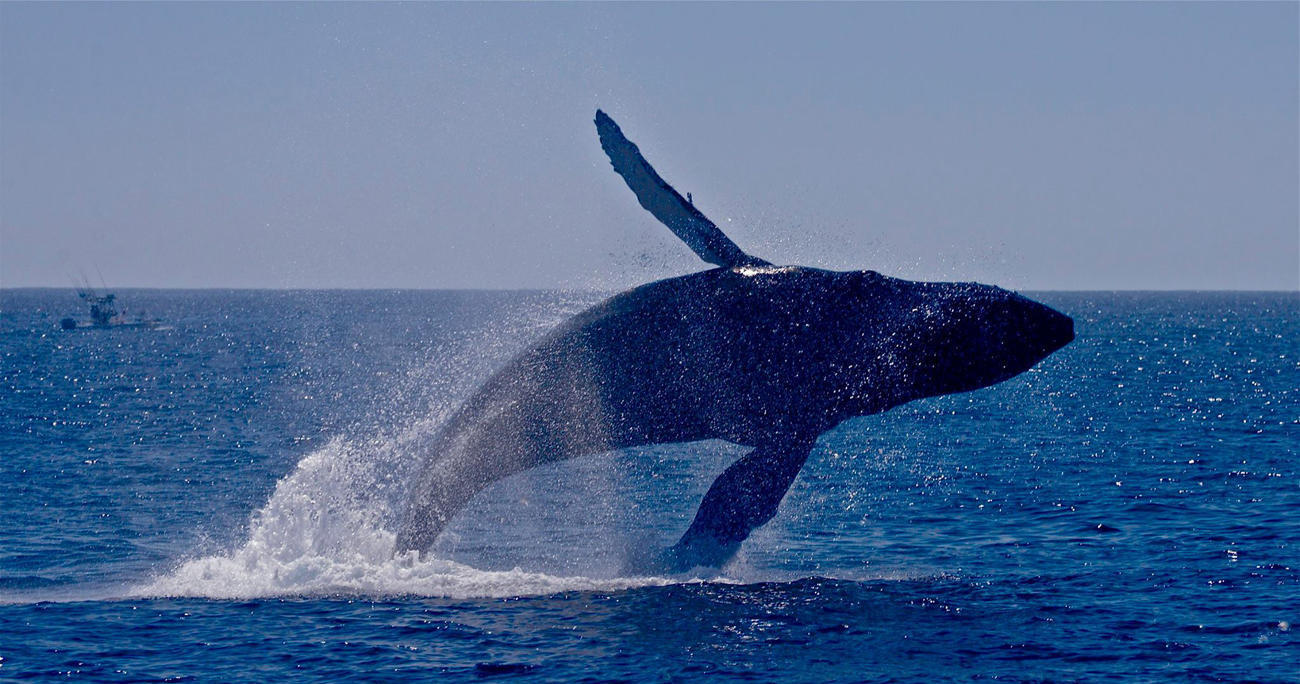 Humpback whale breaching the ocean surface with a boat in the background.