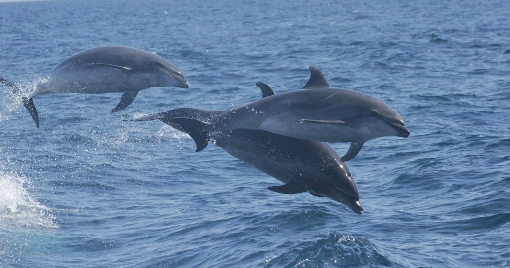 Three dolphins jumping out of the ocean water side by side.