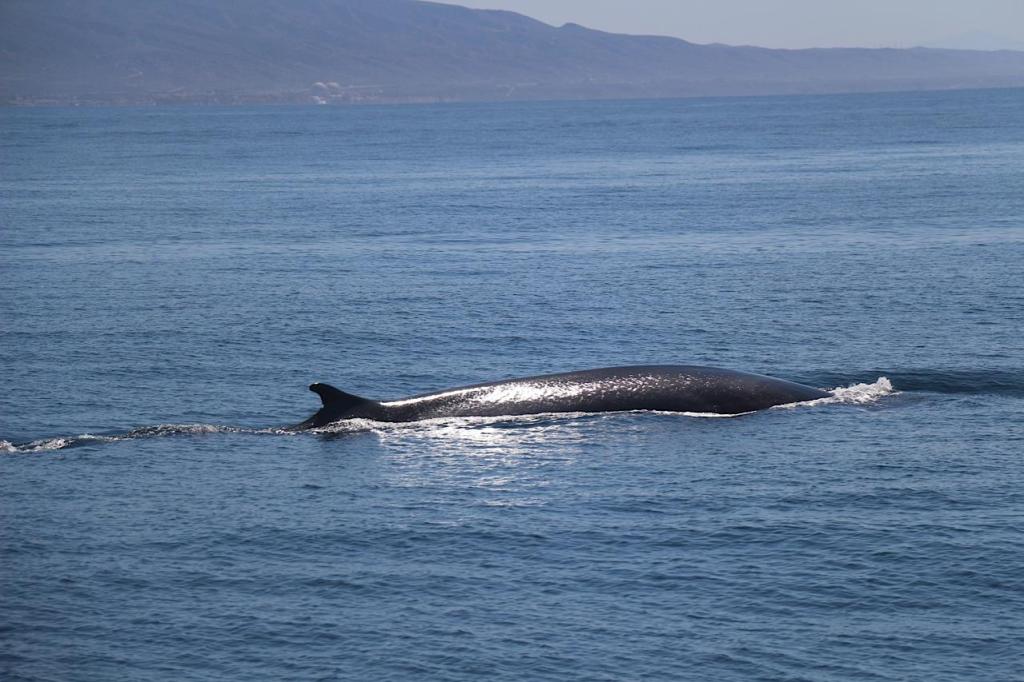 A whale swimming in the ocean near a distant shoreline.