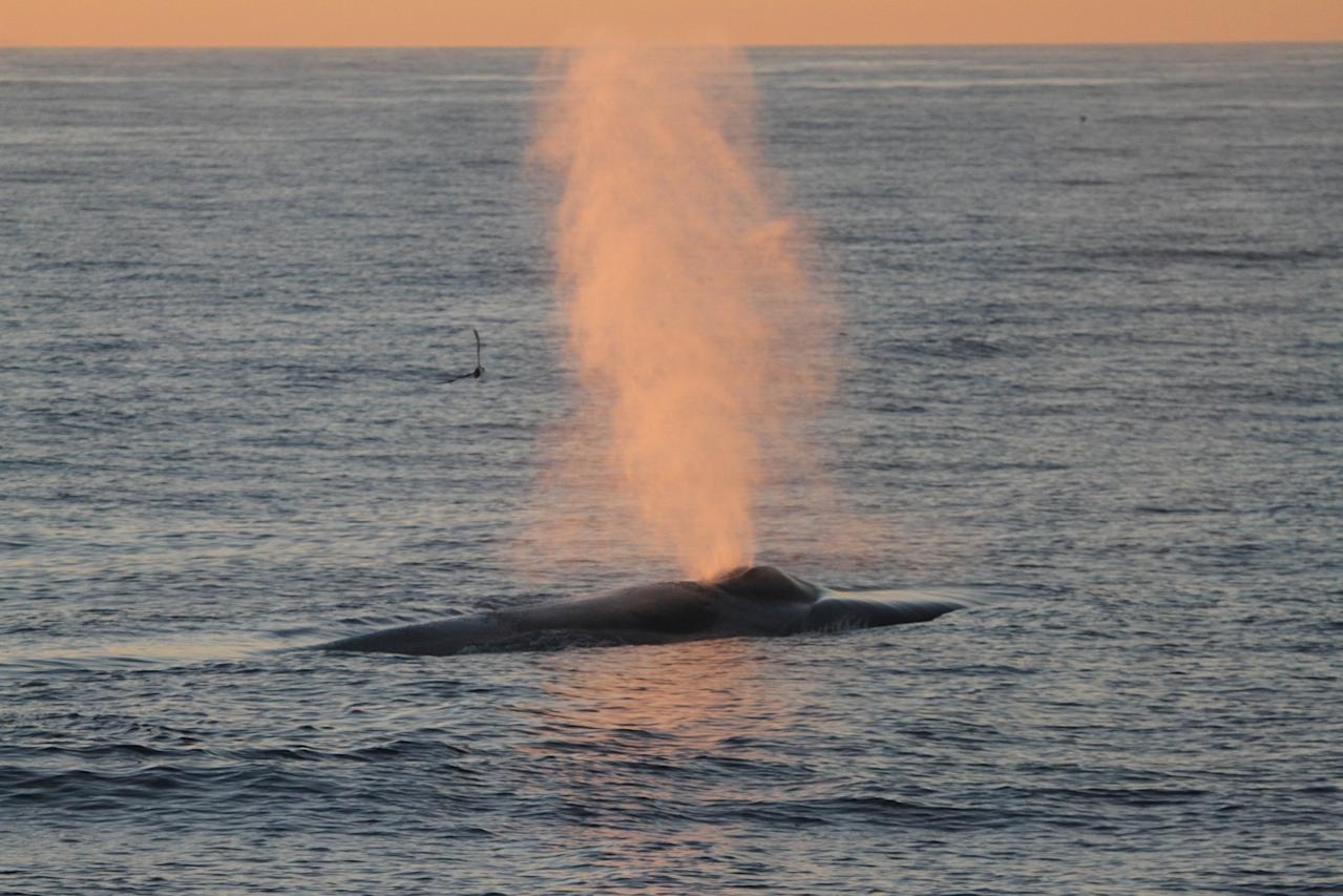 Whale surfacing with spout of water at sunset on ocean.