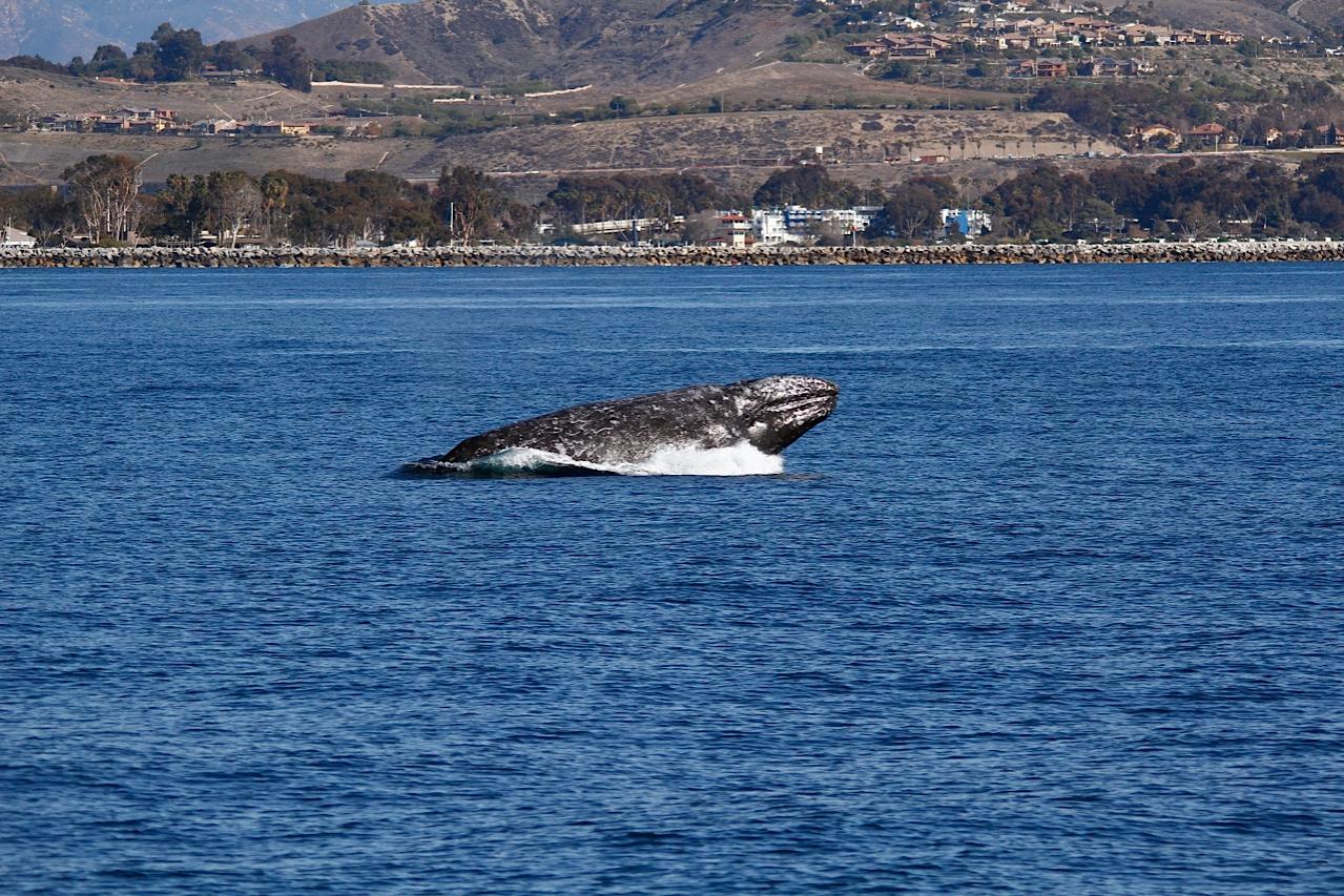 Whale breaching the ocean surface near a coastal area with hills in the background.