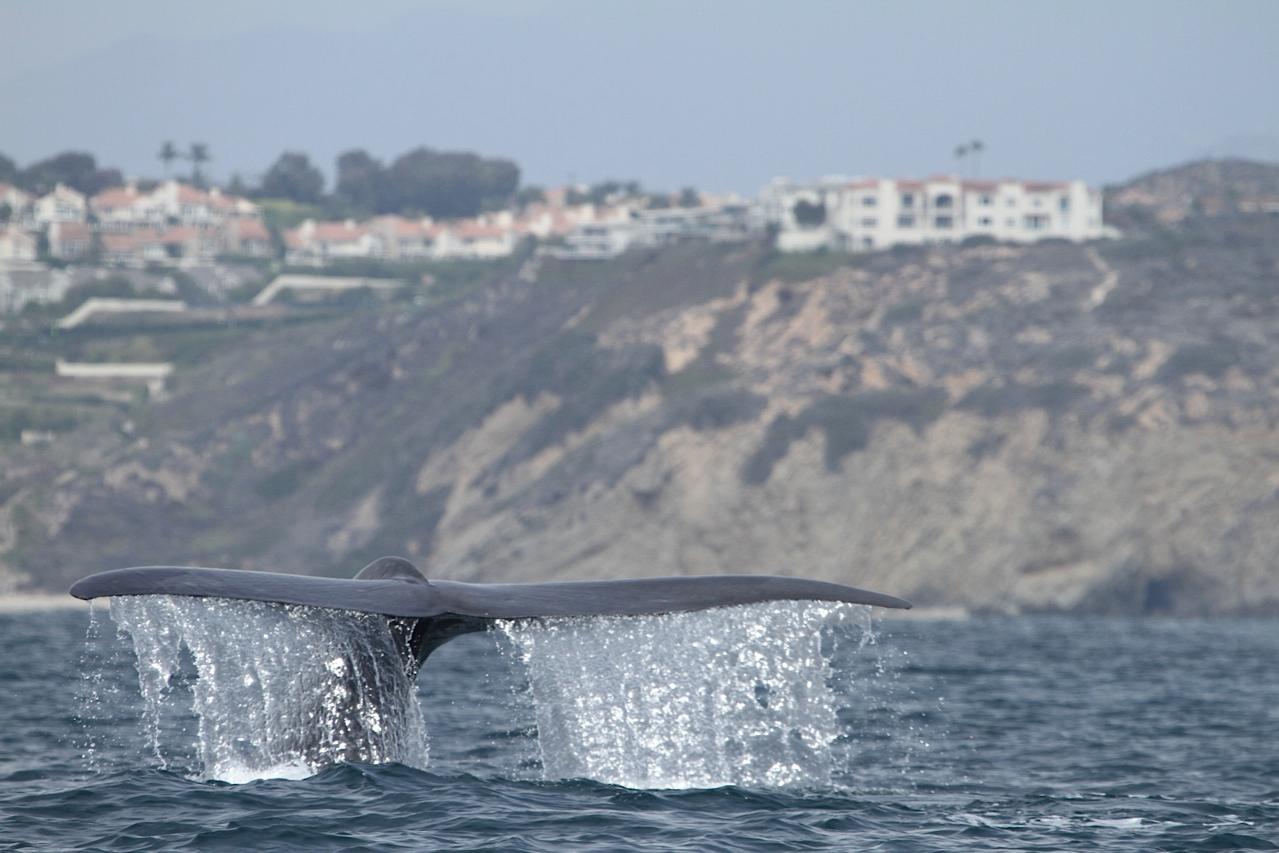 Whale tail splashes water near coast with buildings and cliffs in background.