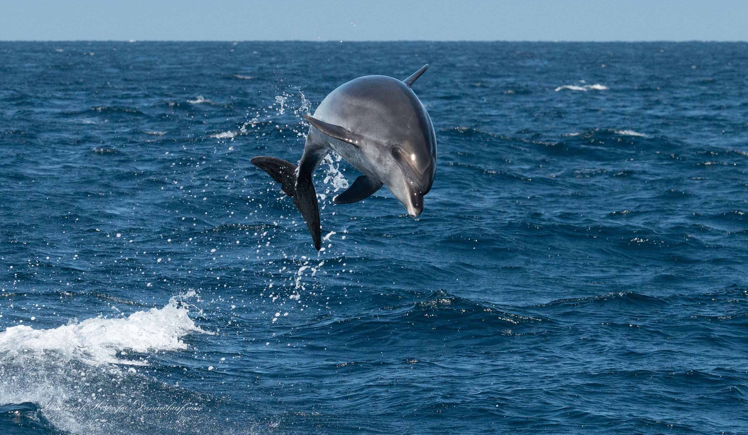 Dolphin leaping out of the ocean against a clear sky.