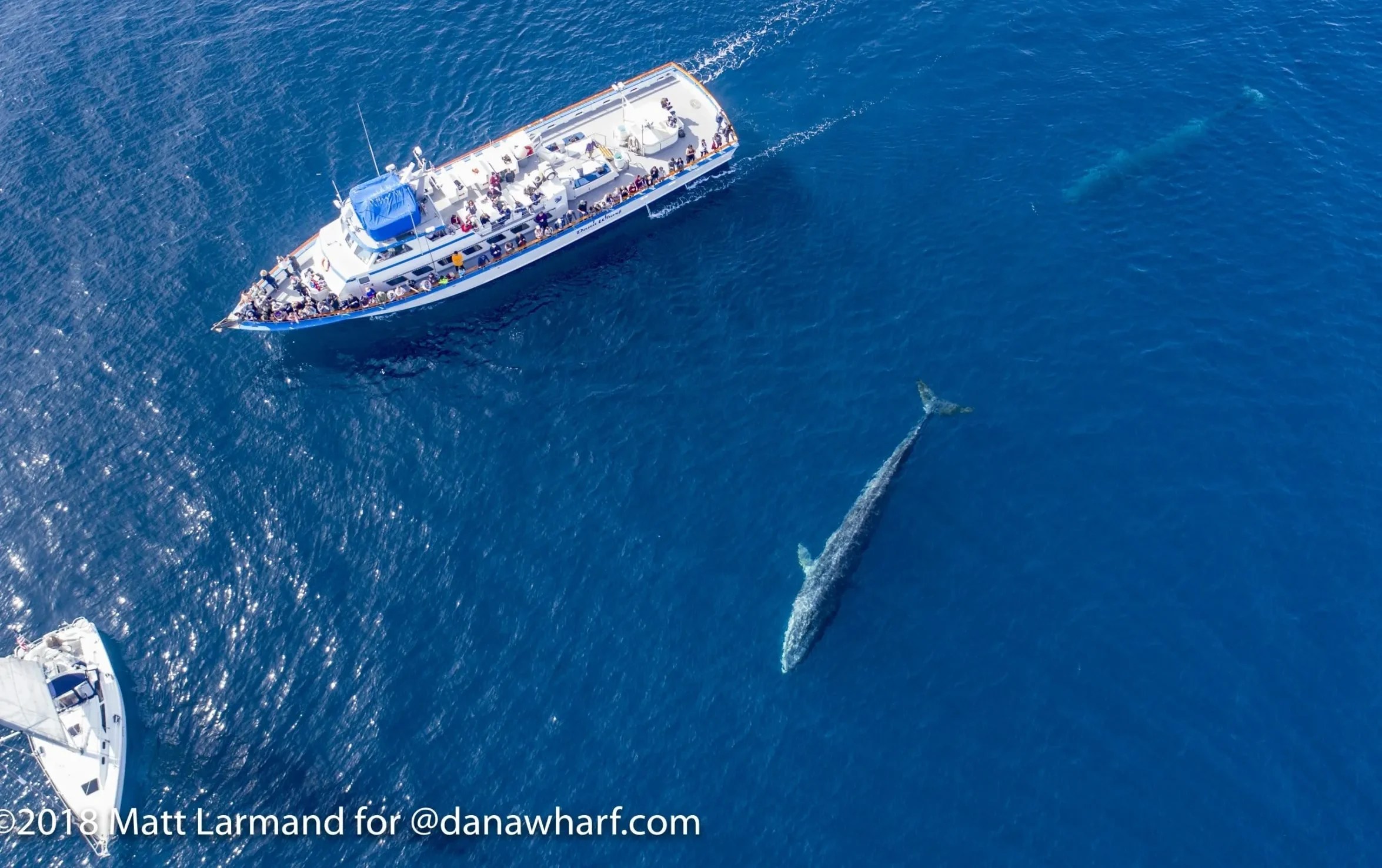 Aerial view of a large boat near two blue whales in the ocean.