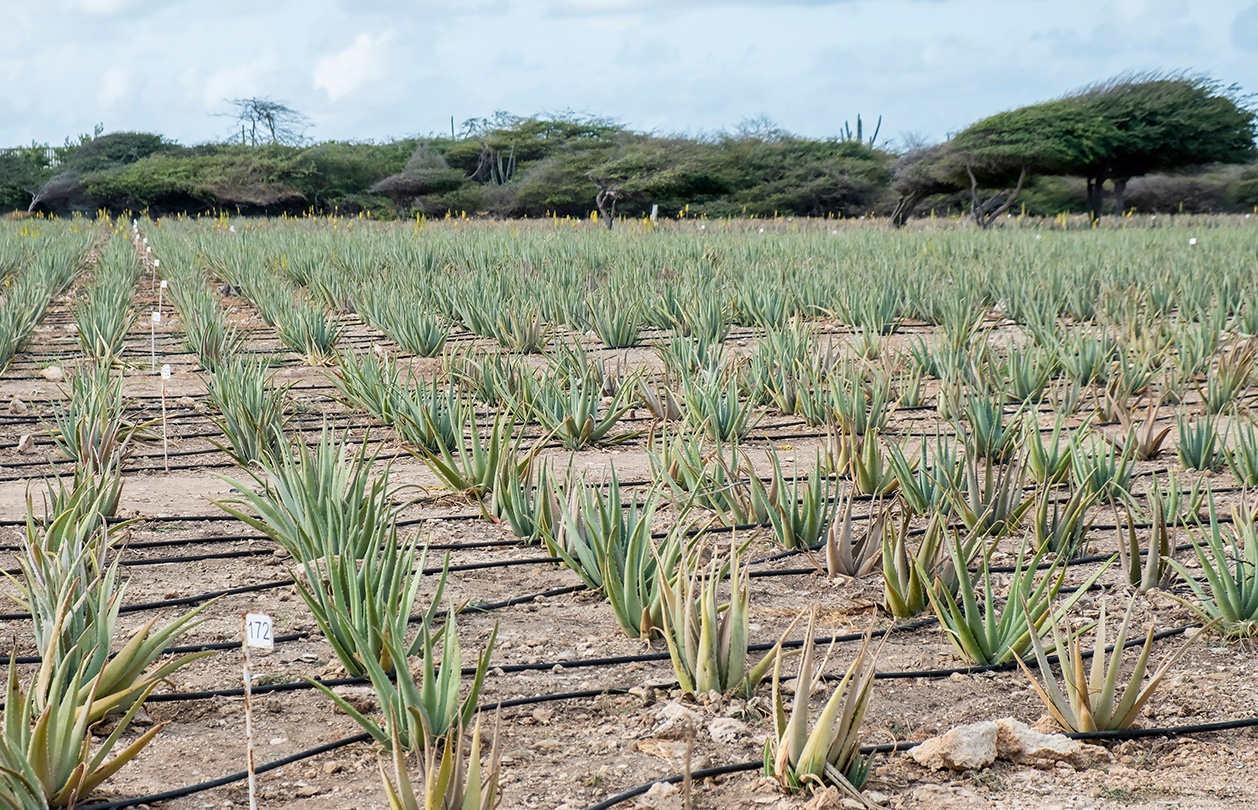 Field of aloe vera plants with irrigation lines, trees in the background.