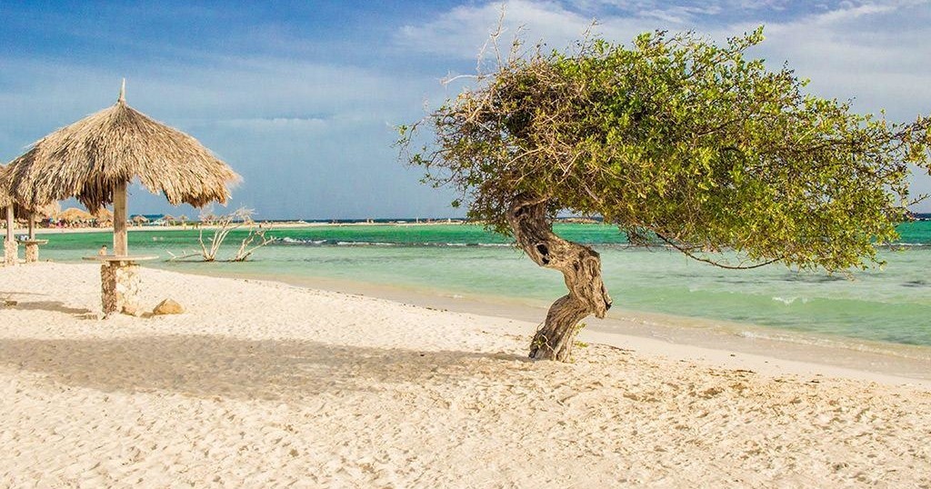 Beach with a divi-divi tree, straw hut, and turquoise water under a blue sky.